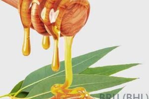 Eucalyptus Honey (1 Kg Pack)
